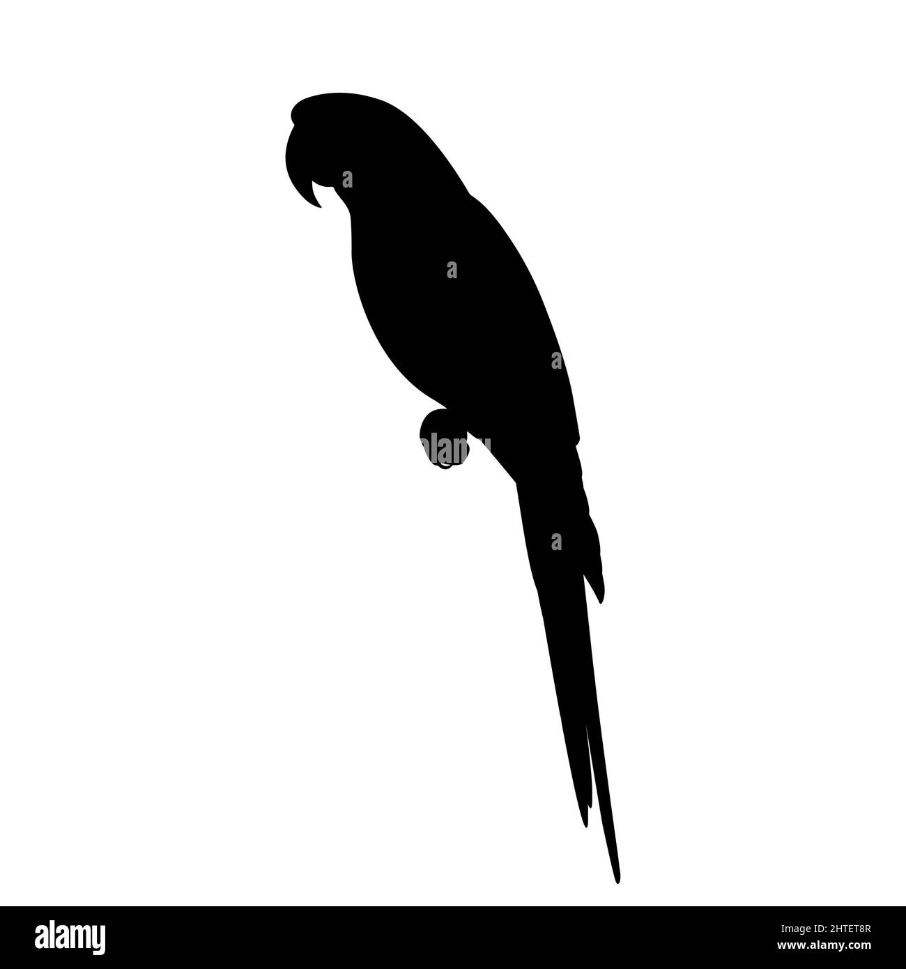 Silhouette di un pappagallo macaw. Illustrazione vettoriale di una silhouette nera di un pappagallo macaw seduto su un ramo isolato su sfondo bianco. Vie laterali Illustrazione Vettoriale