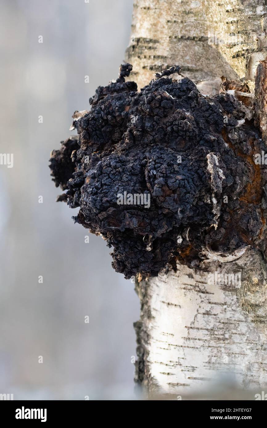 Inonotus oblichus Foto Stock