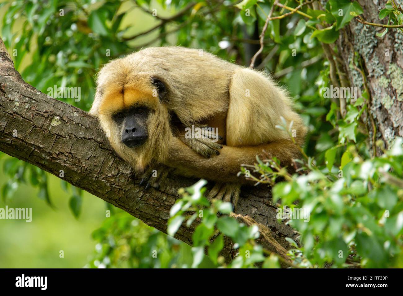 Una singola scimmia urlatrice nera maschio (Alouatta caraya) addormentata in un albero isolato su uno sfondo naturale Foto Stock