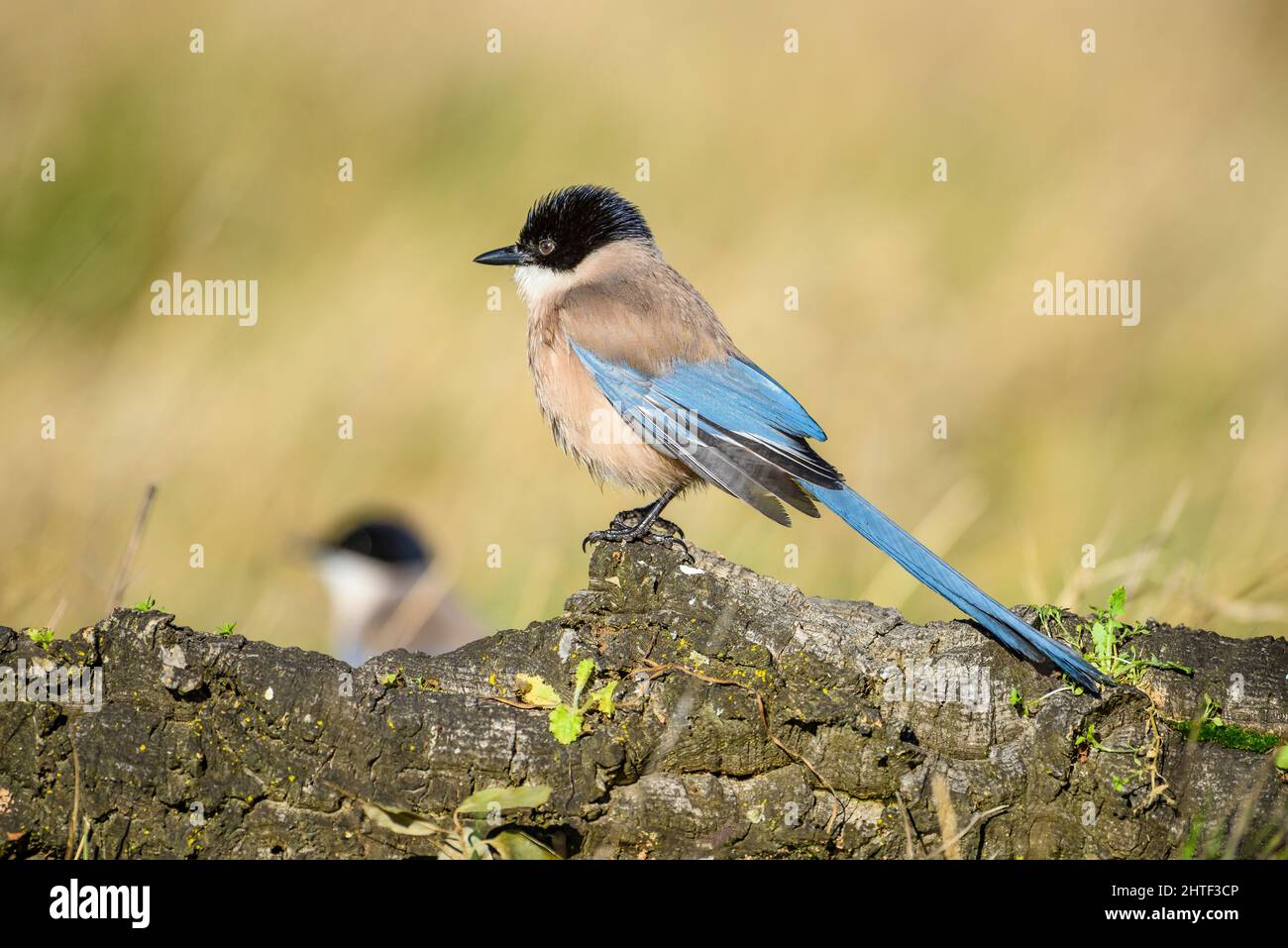 Un magpie alata azzurra arroccato su un ramo di albero di sughero Foto Stock