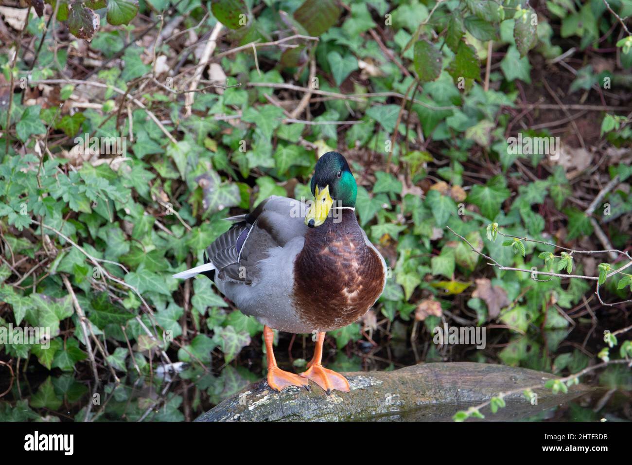 Un'anatra di Mallard maschio (Anas platyrhynchos) in piedi su un ramo morto nel fiume riflesso nell'acqua Foto Stock