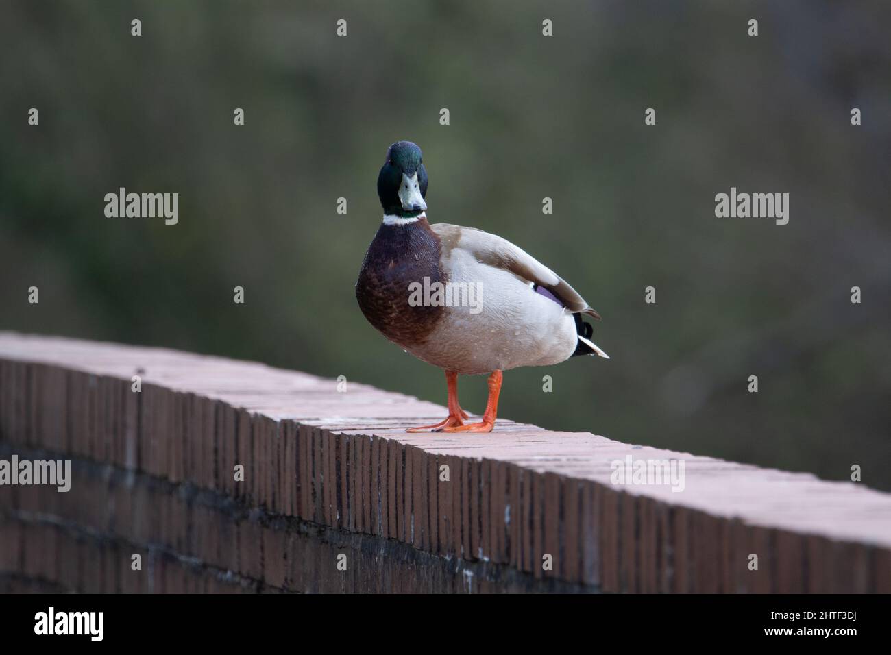 Un'anatra di Mallard maschio (Anas platyrhynchos) in piedi su un muro di mattoni con uno sfondo verde Foto Stock