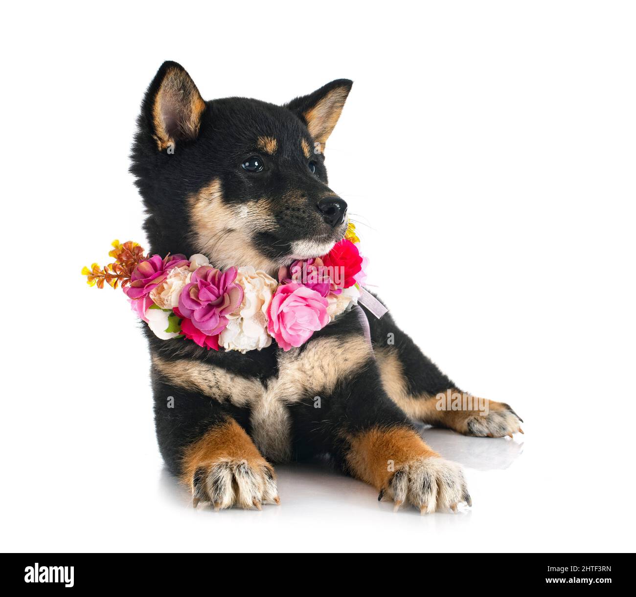 Shiba Inu davanti a uno sfondo bianco Foto Stock