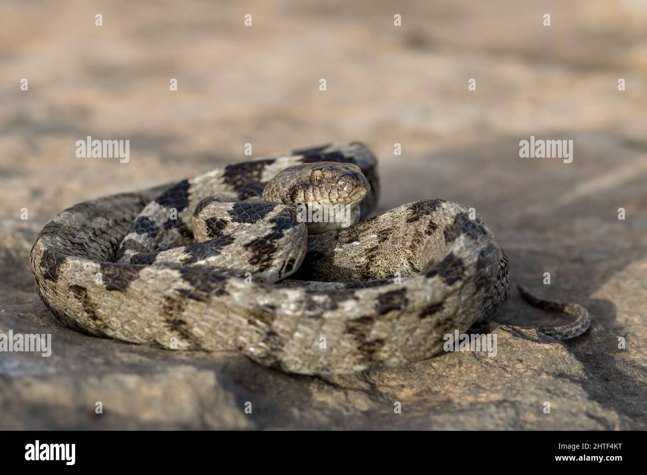Un serpente gatto europeo, o Soosan Snake, Telescopus fallax, arricciato e fissando, a Malta. Foto Stock