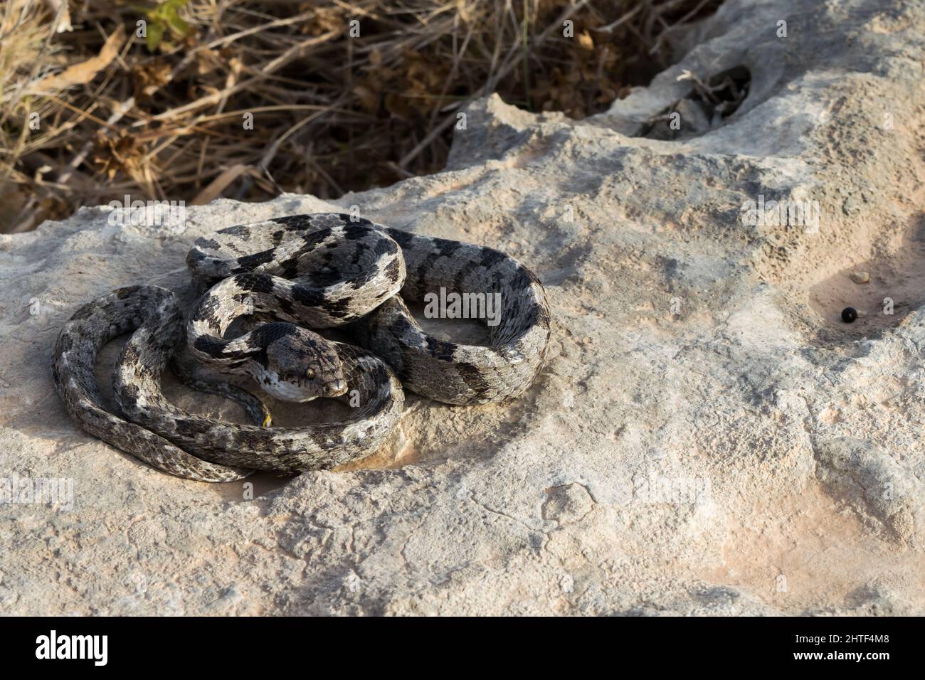 Un serpente gatto europeo, o Soosan Snake, Telescopus fallax, arricciato e fissando, a Malta. Foto Stock