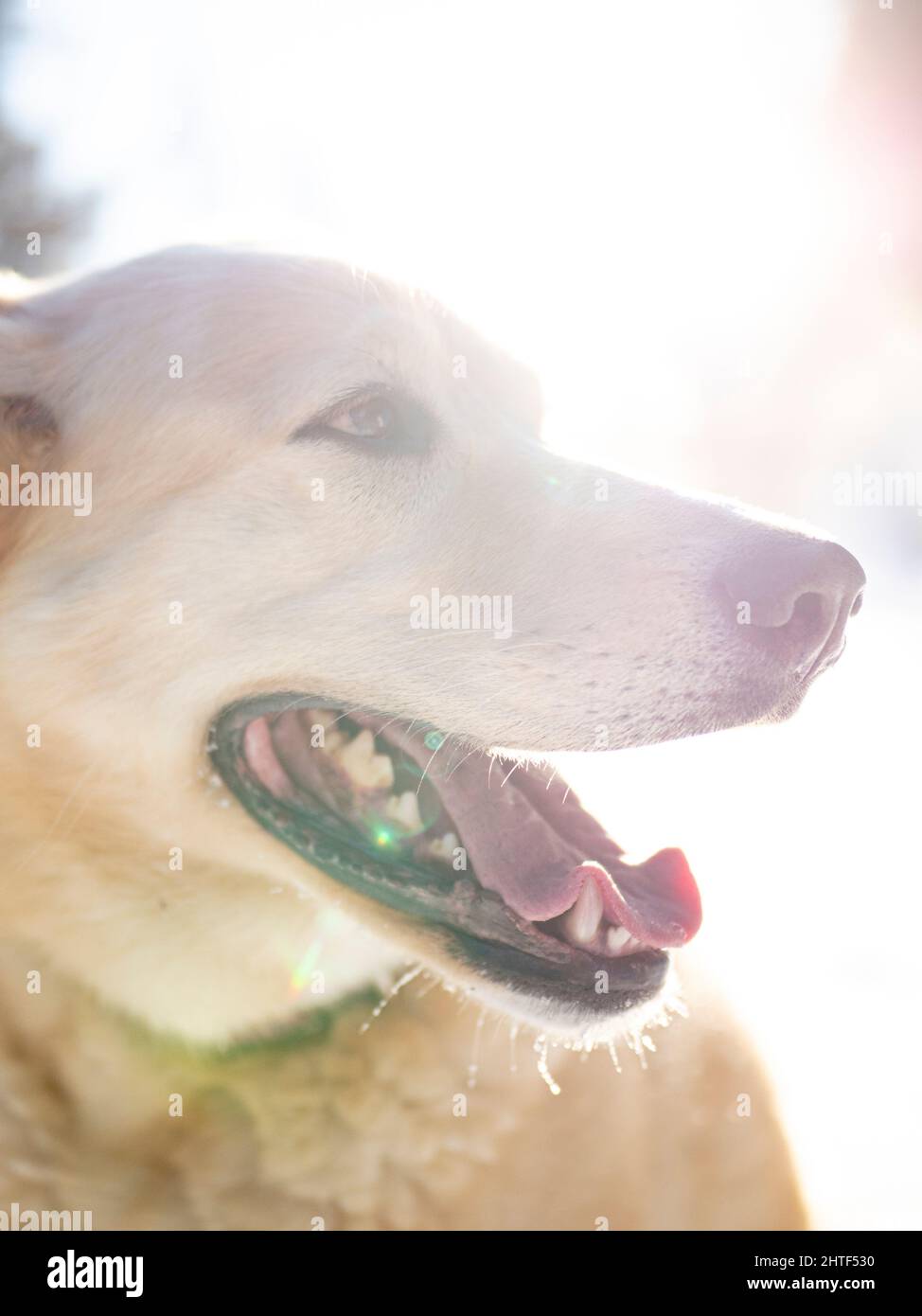Un cane Husky sorridente in una fredda giornata invernale. Foto Stock