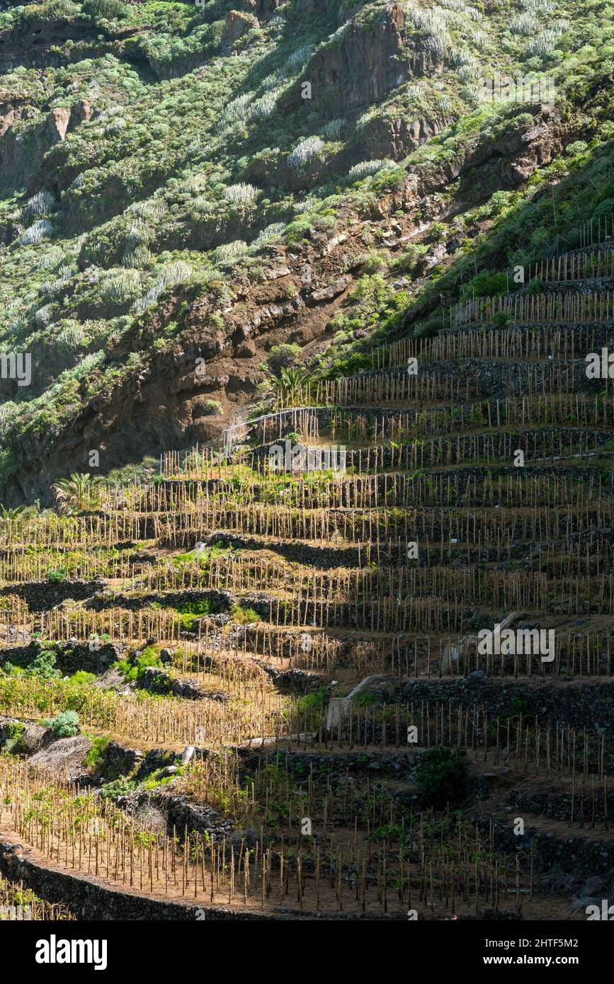 Paesaggio marino di piantagioni di uva e scogliere Foto Stock