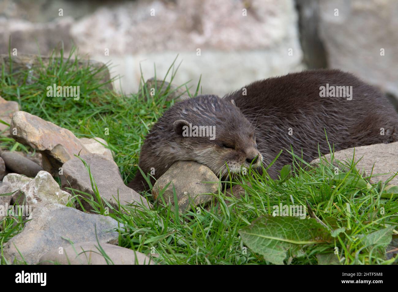 Lontra argillata asiatica (Amblonyx cinerea) che dorme con testa su una pietra con erba verde Foto Stock