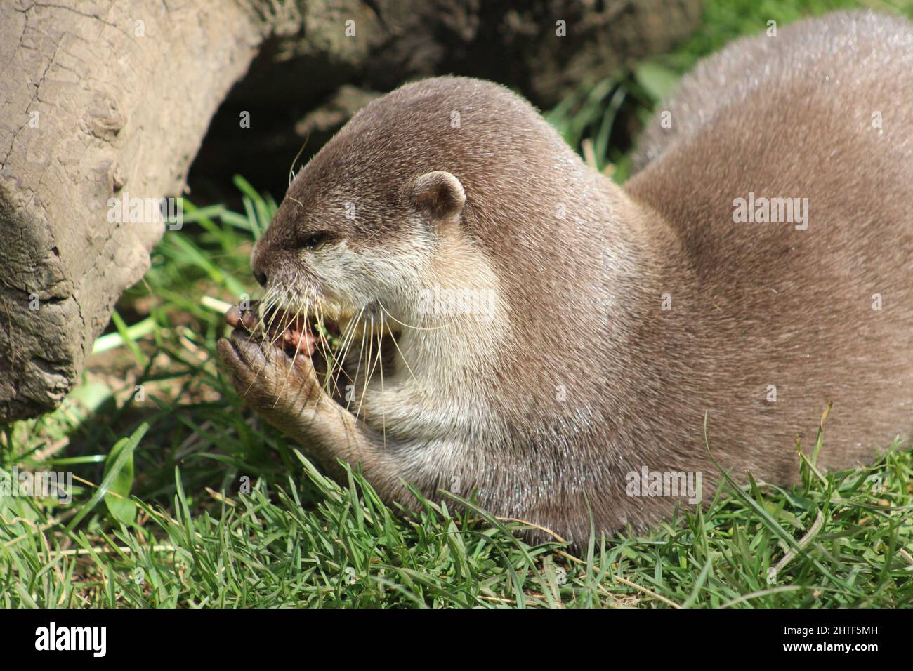 Lontra asiatica (Aonice cinereus) che divora un pesce Foto Stock