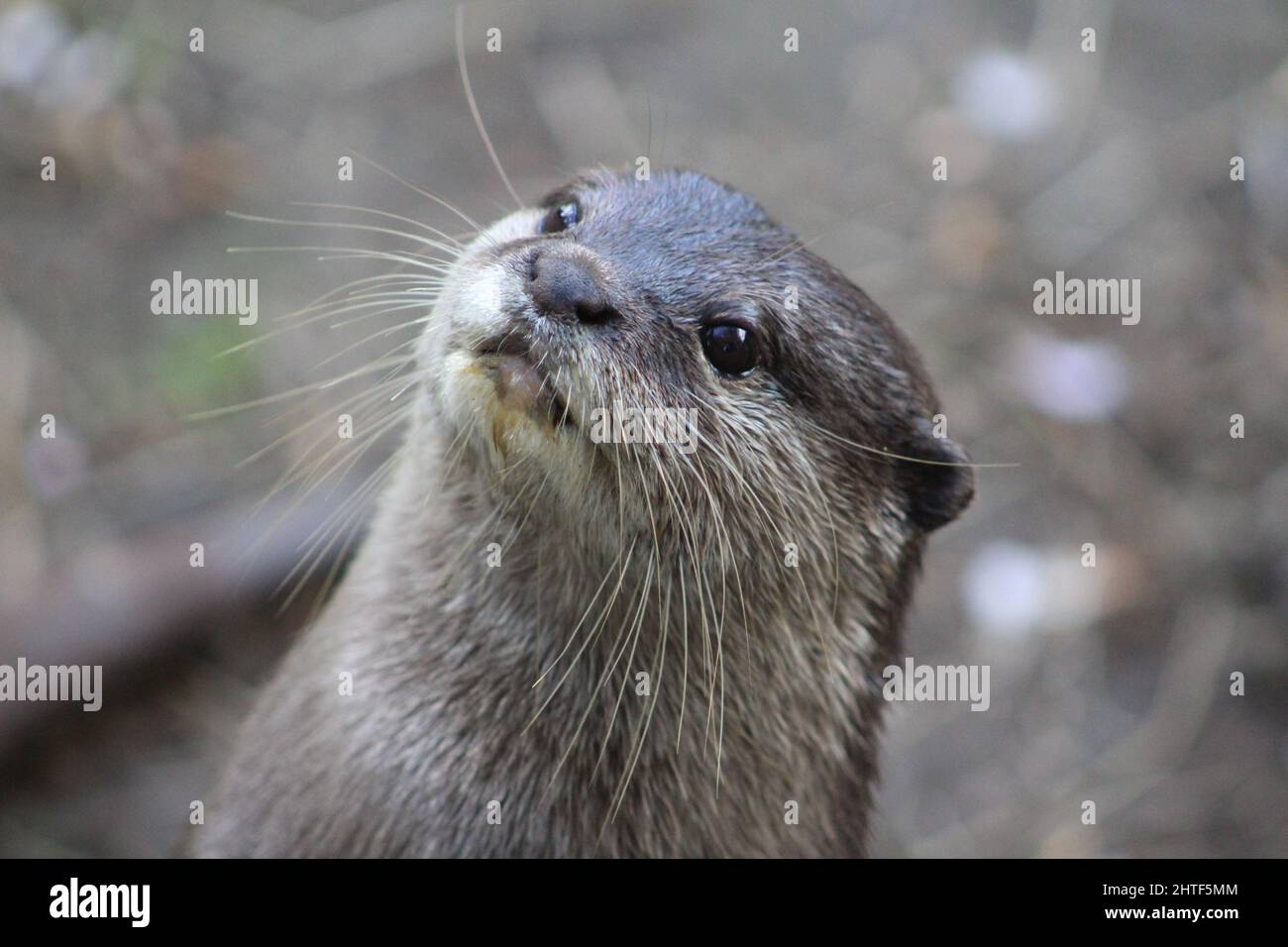 Lontra asiatica di piccole dimensioni (Aonice cinereus) isolato e guardando in su Foto Stock