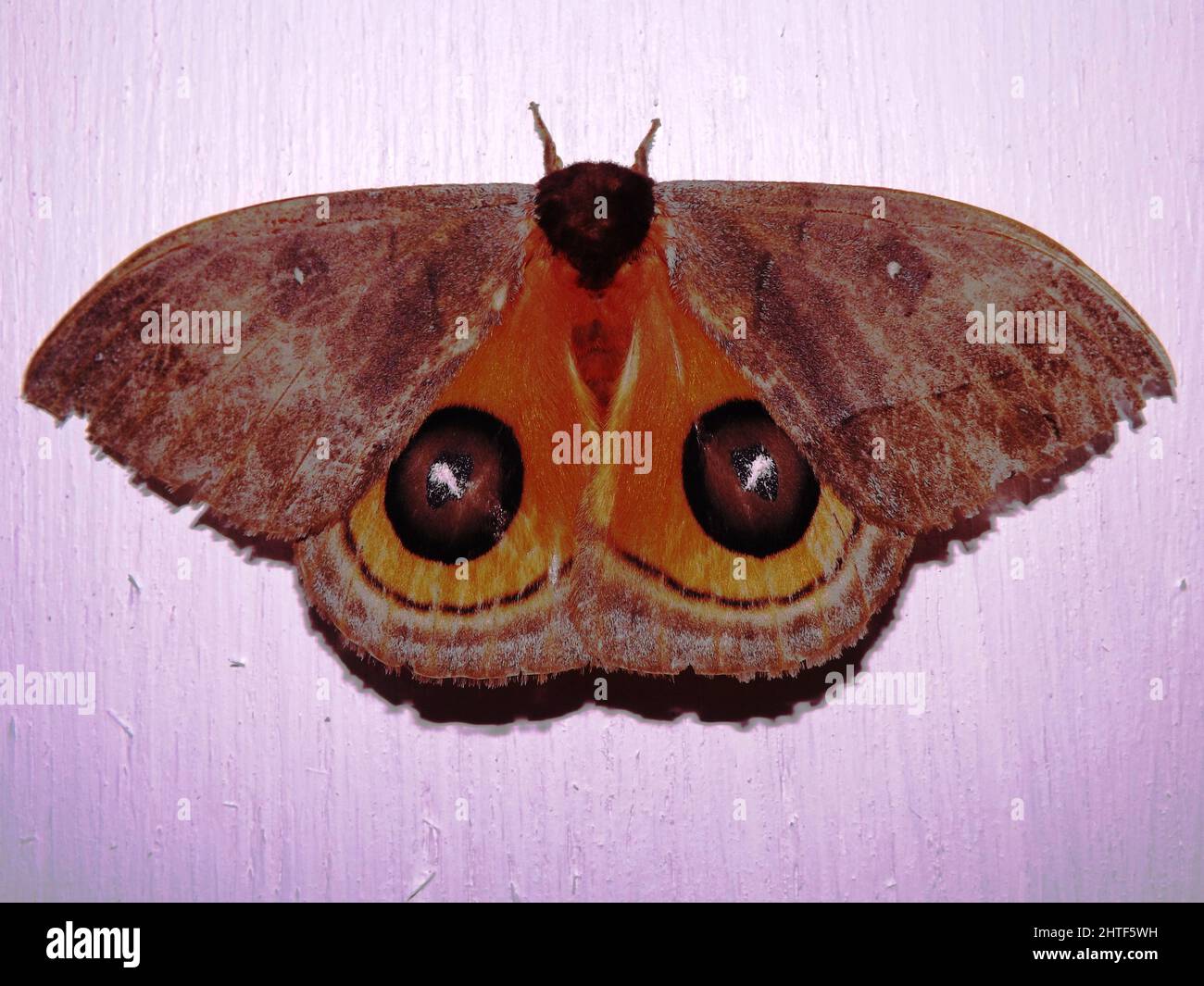 Automeris Moth - famiglia Saturniidae con ali sparse isolate su sfondo bianco Foto Stock