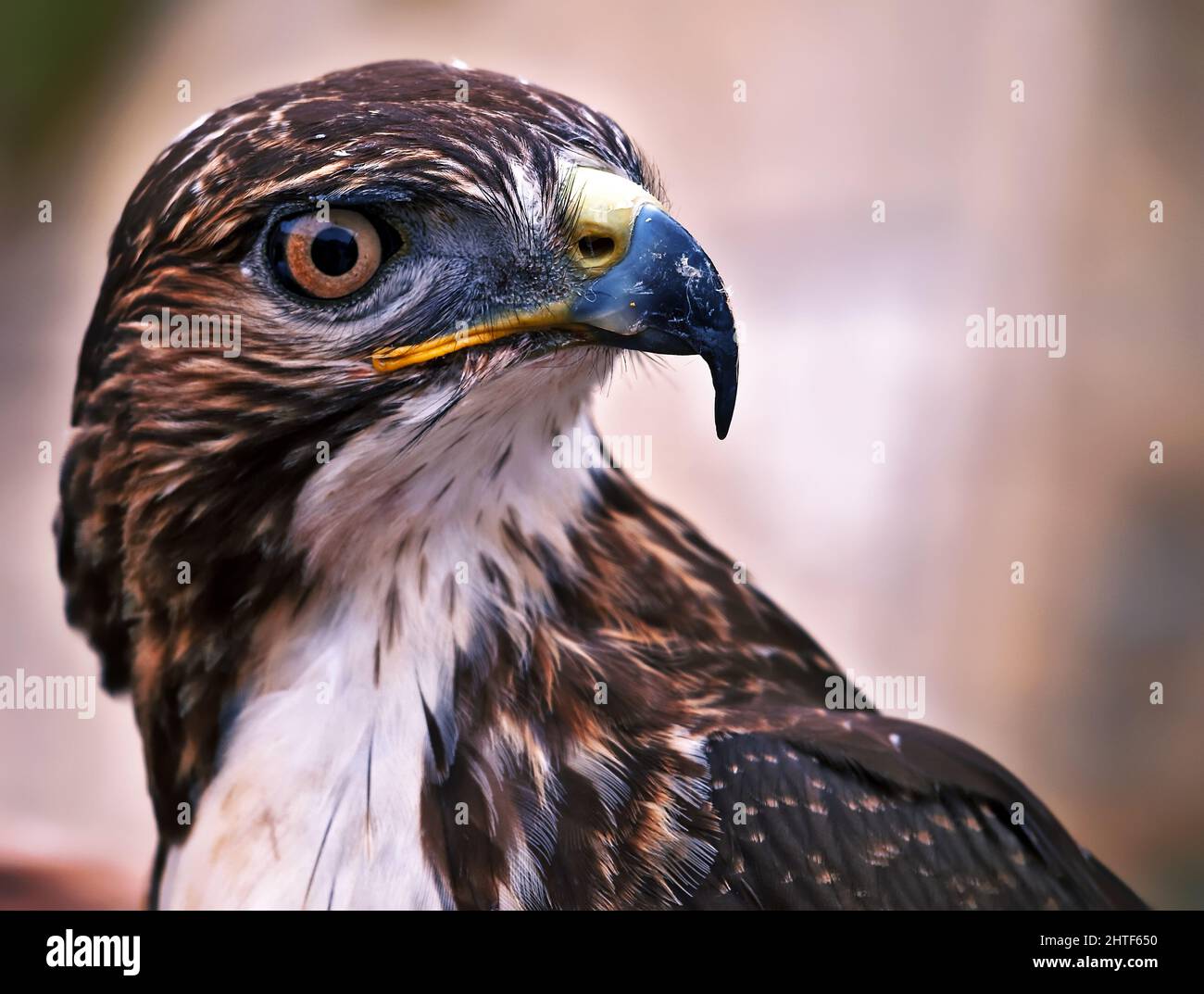 Ritratto di un Raptor o uccello di Prey Foto Stock