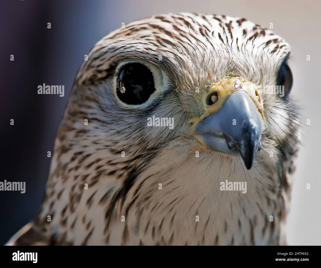 Ritratto di un Raptor o uccello di Prey Foto Stock