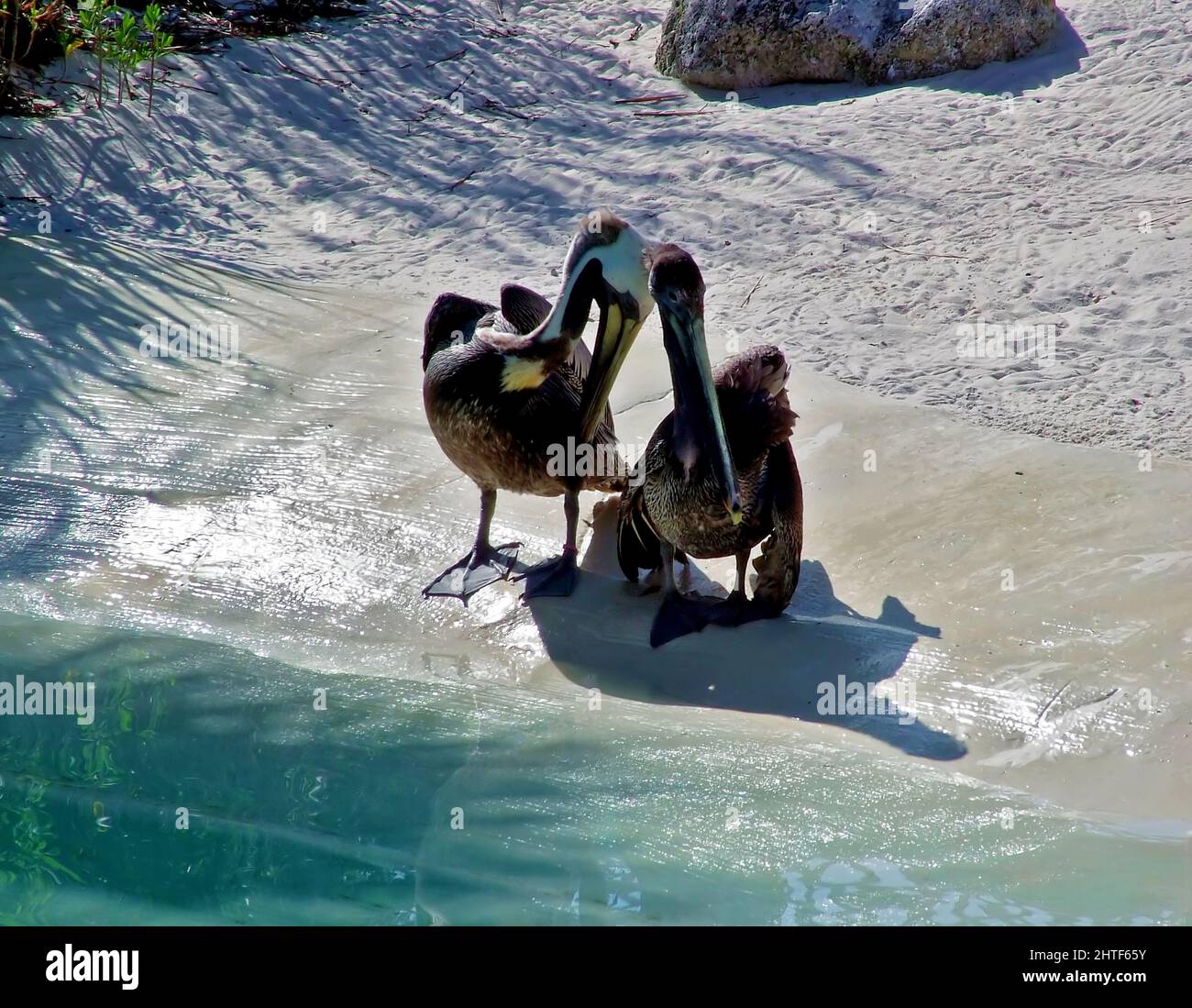 Due Pelicans Huddle l'uno contro l'altro Foto Stock