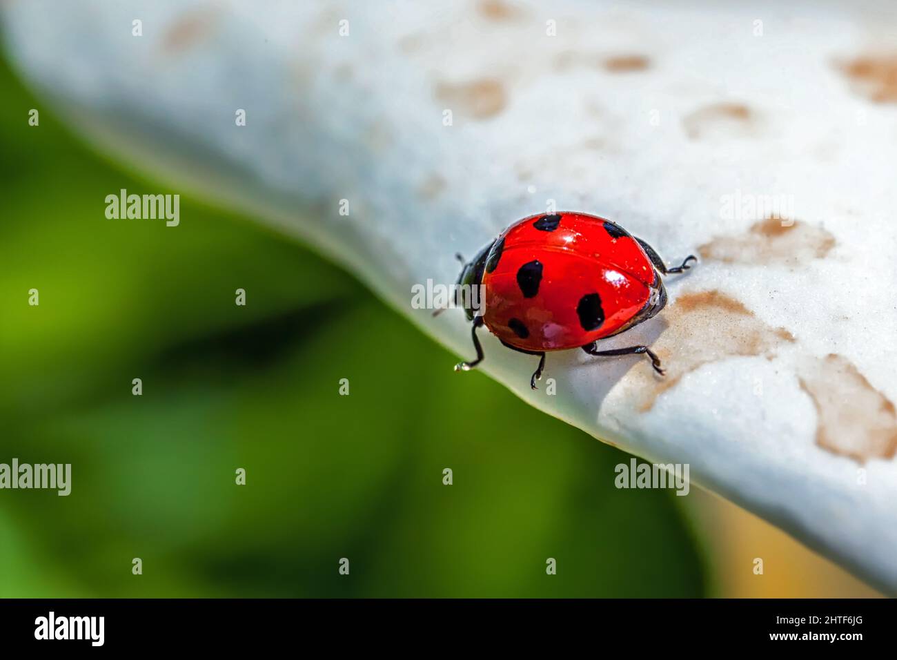 Red Ladybird Beetle Macro dettaglio Foto Stock