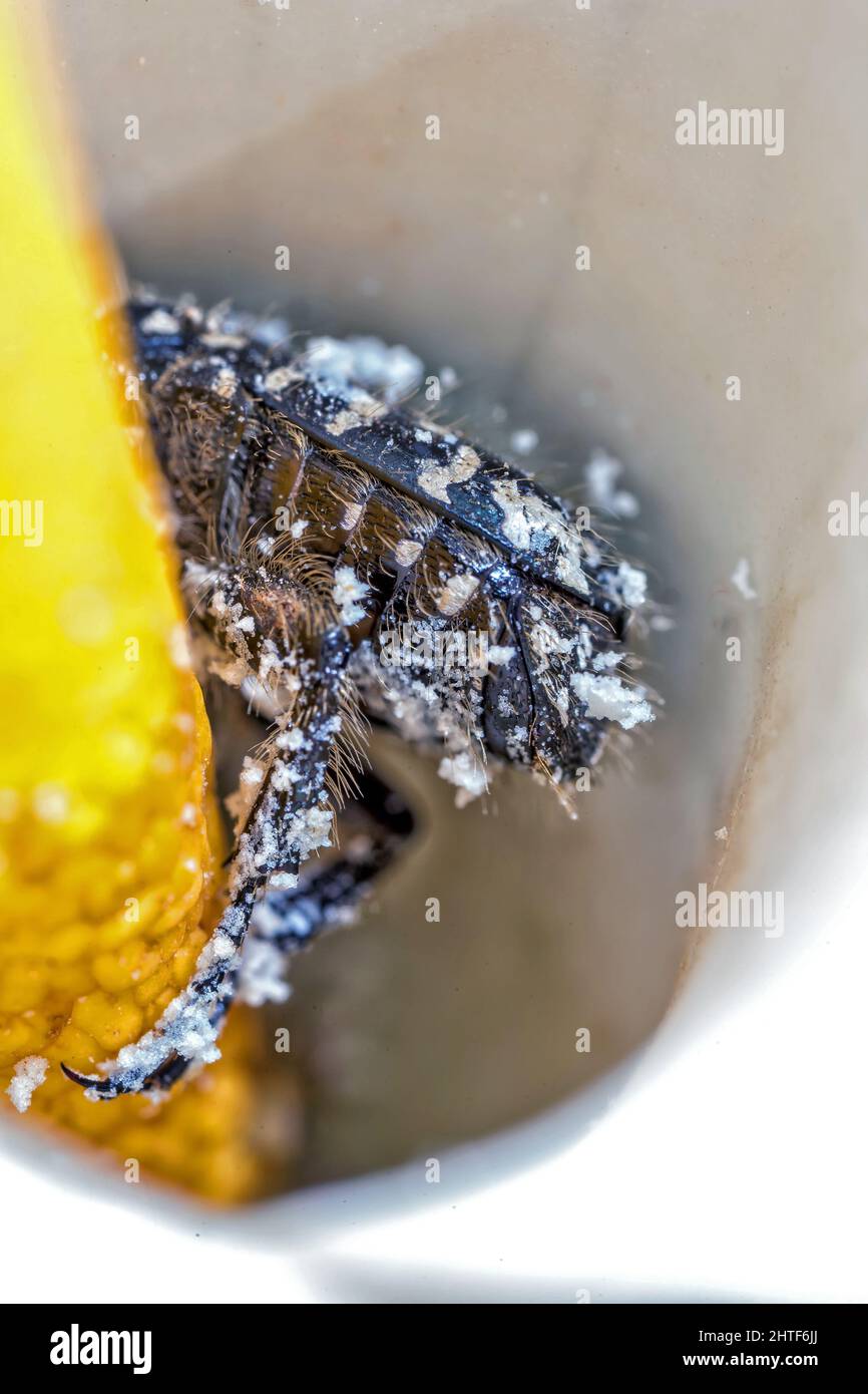 Beetle Barbary Bug con spotting bianco Foto Stock