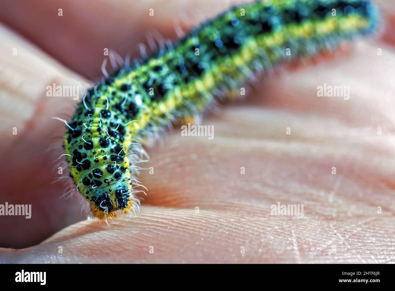 Pieris Brassicae Cabbage White Butterfly Caterpillar Foto Stock