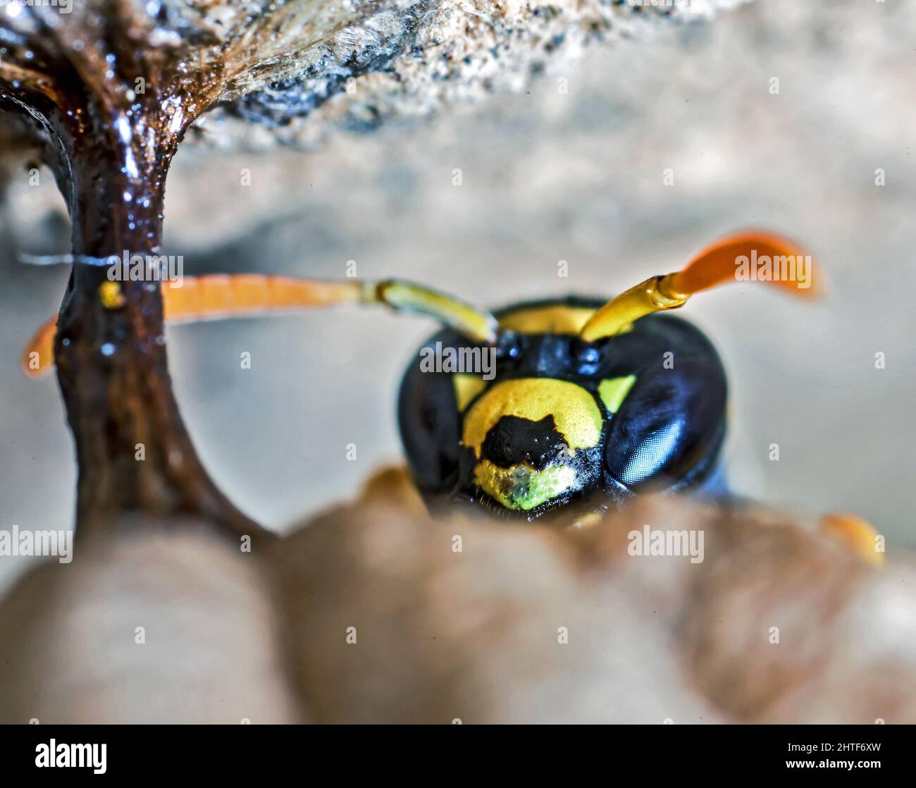 Paper Wasp Queen costruisce il suo Nido Foto Stock