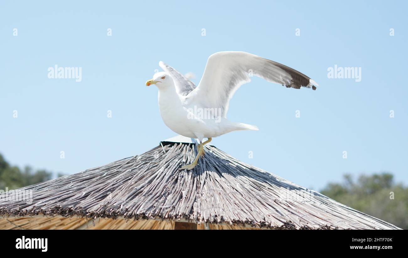 Primo piano di un gabbiano sulla parte superiore di un ombrello Foto Stock