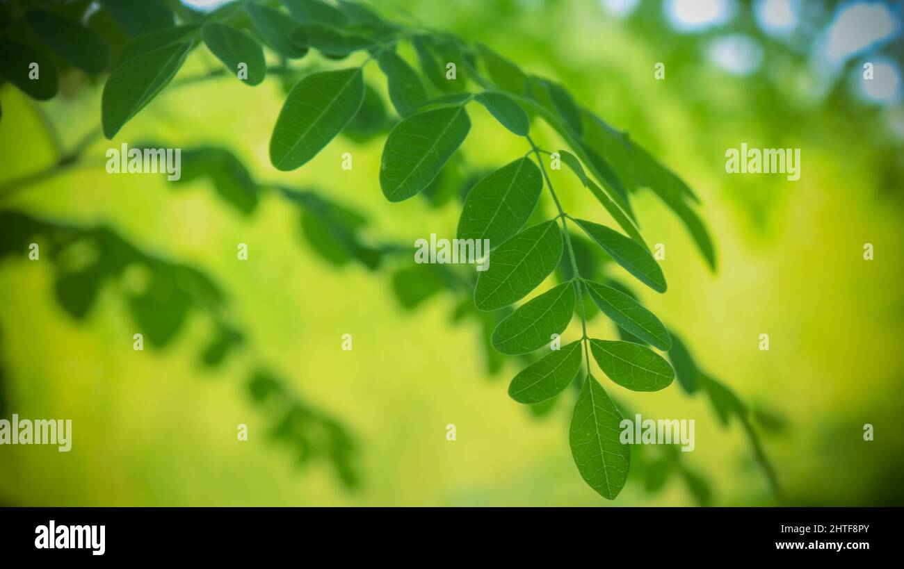 Albero del bastone, immagine dell'albero di Moringa. Foglie di Moringa verde naturale nel giardino, sfondo verde. Foto Stock