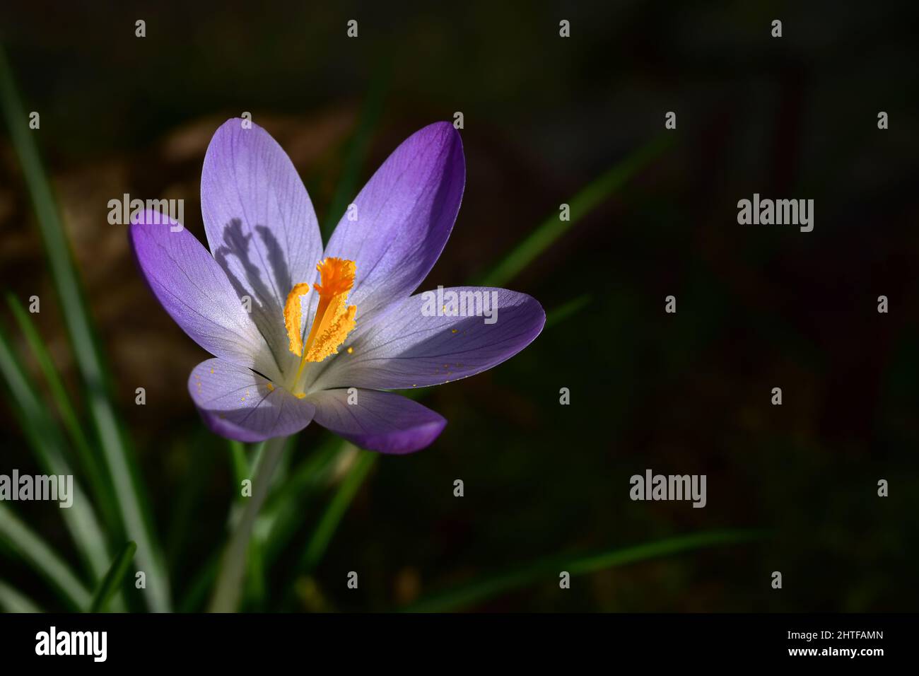 Fiore viola porpora crocus fiore primo piano con spazio copia, profondità poco profonda di campo macro fotografia natura Foto Stock