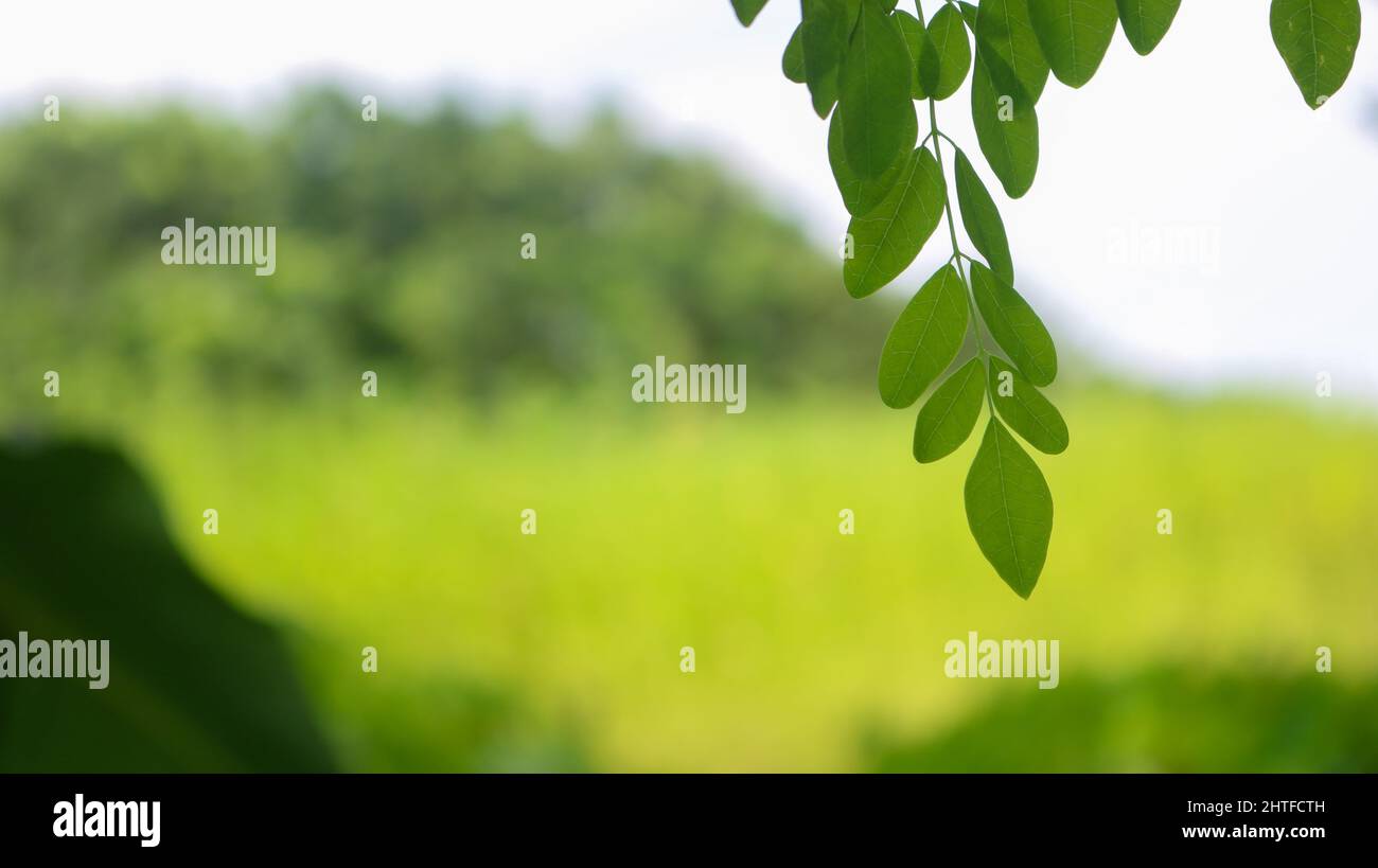 Albero del bastone, immagine dell'albero di Moringa. Moringa ha molte vitamine e minerali importanti. Foglie di Moringa verde naturale nel giardino, sfondo verde. Foto Stock