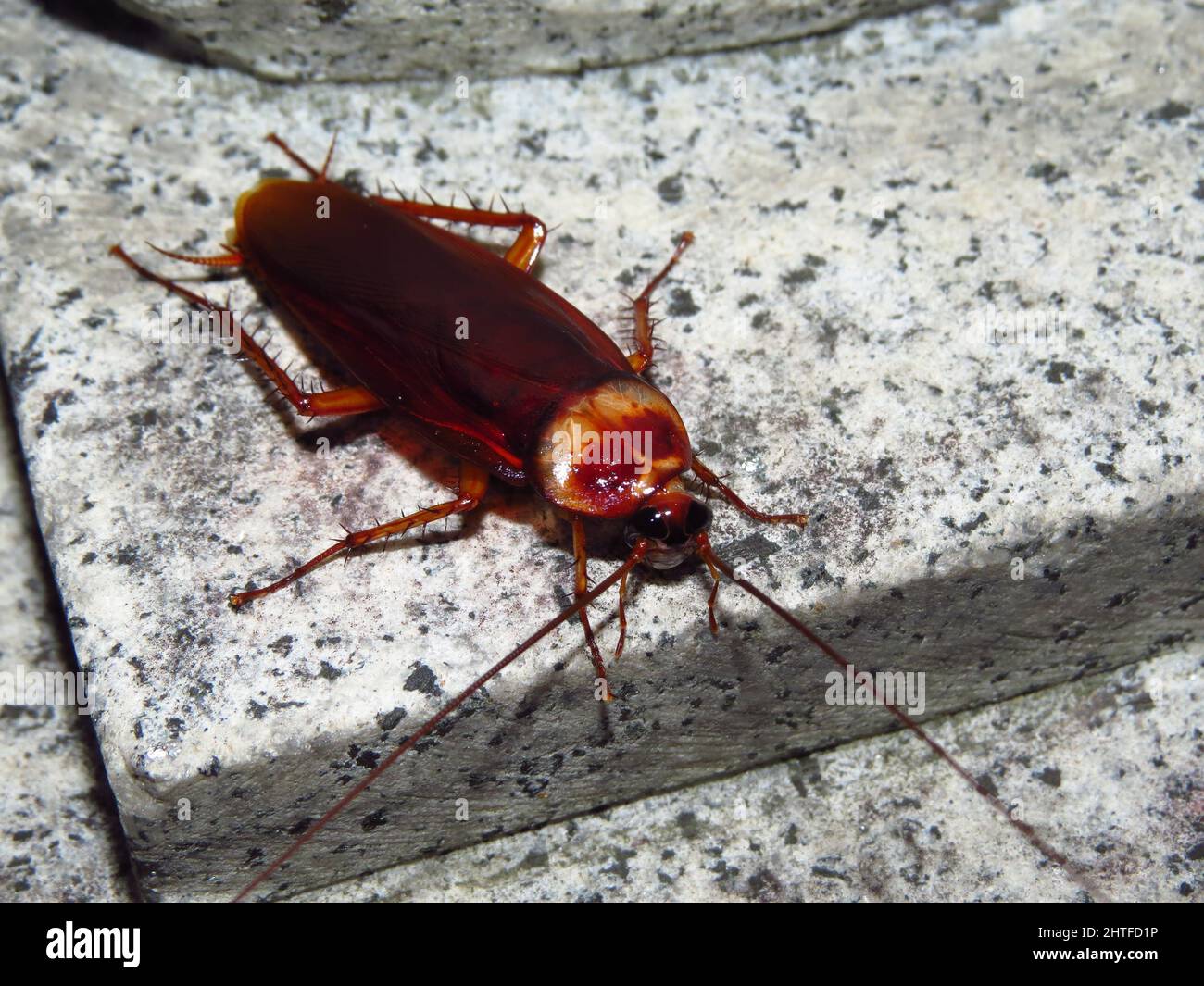 Enorme scarafaggio immagini e fotografie stock ad alta risoluzione - Alamy