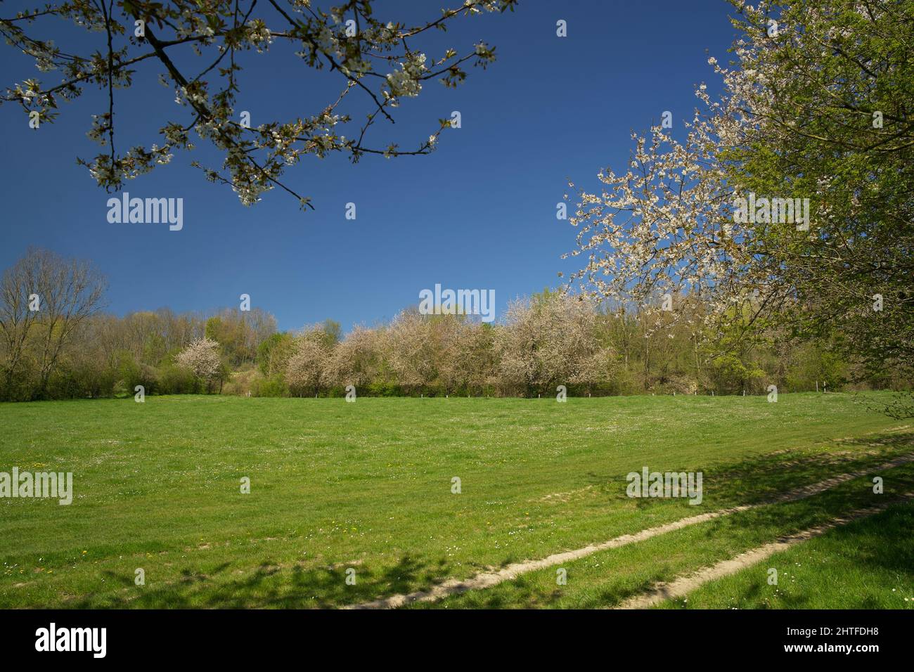 Le colline del Limburgo all'inizio della primavera Foto Stock