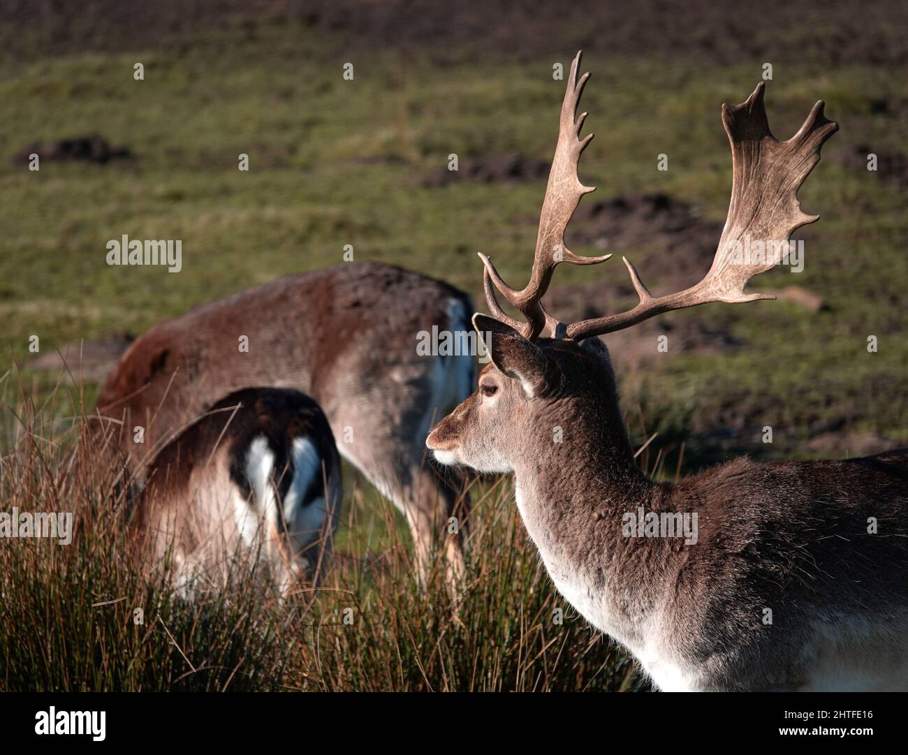 Un gregge di cervi europei. Un buck sta guardando oltre due mangiando fa. Foto Stock