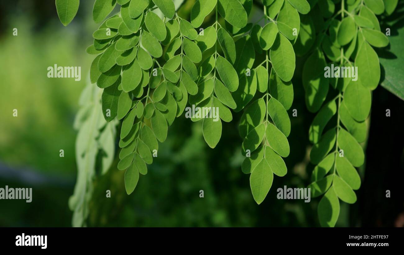Albero del bastone, immagine dell'albero di Moringa. Moringa ha molte vitamine e minerali importanti. Foglie di Moringa verde naturale nel giardino, sfondo verde. Foto Stock