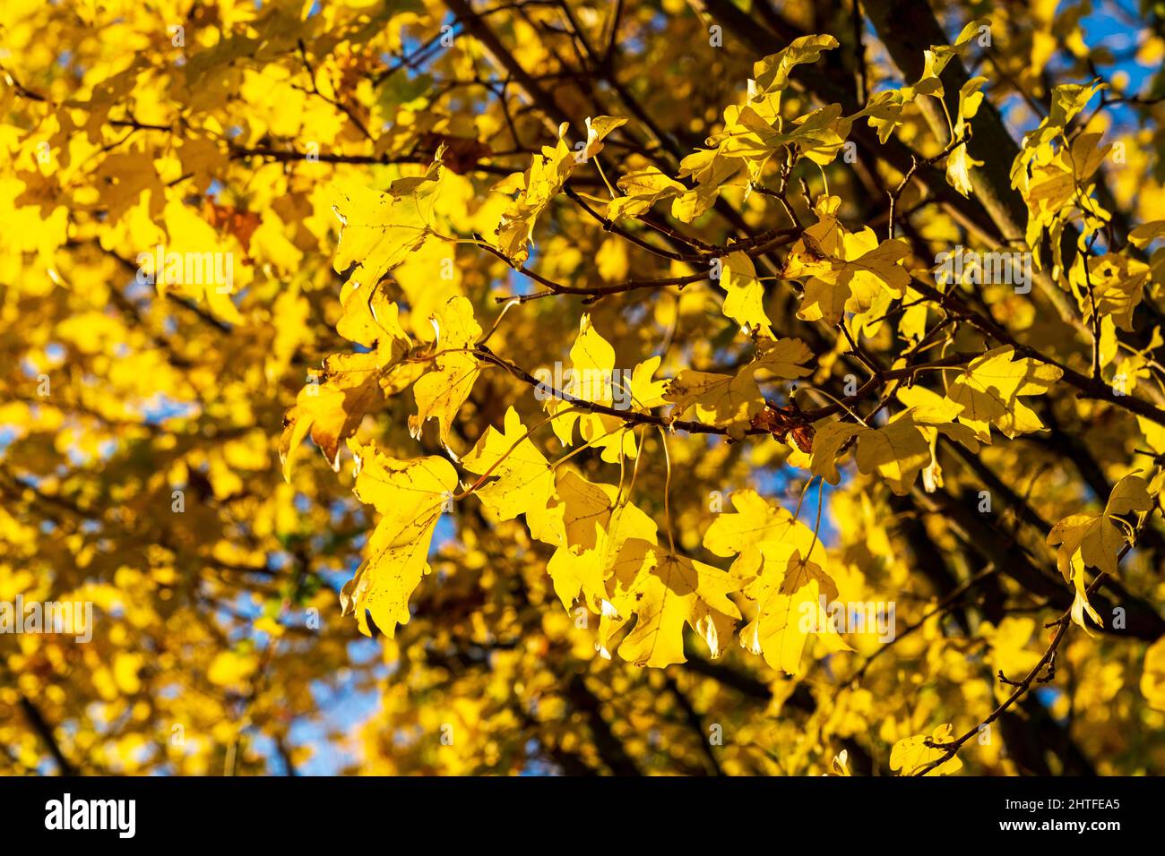 Primo piano di una massa di rami e ramoscelli con foglie gialle su un albero di Marple campo in luce solare brillante in autunno in Inghilterra. Messa a fuoco superficiale. Foto Stock