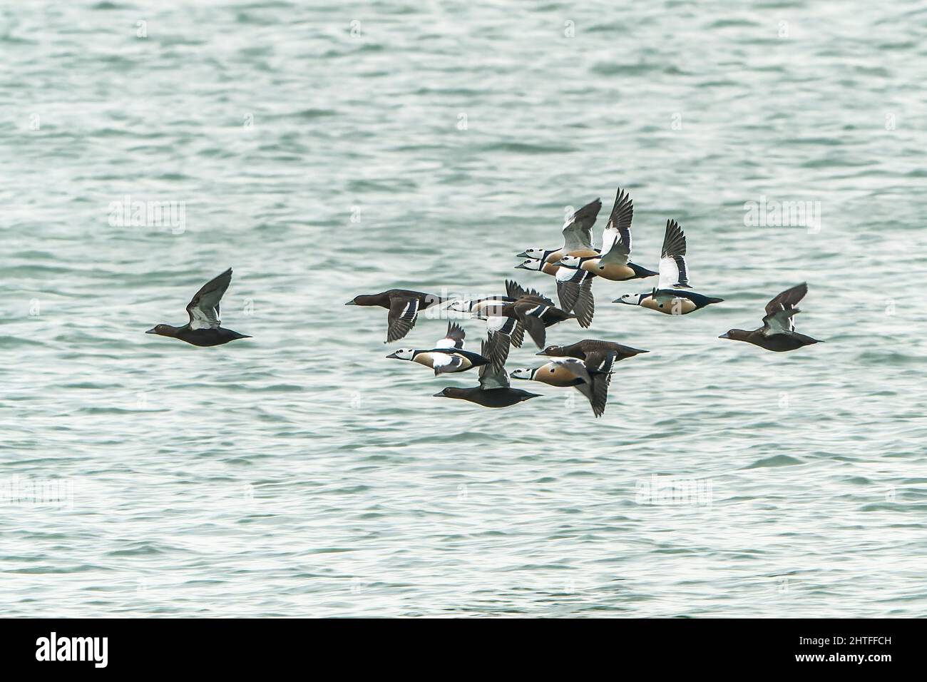 Eider di Steller, Polysticta stelleri, gregge di uccelli che volano sull'acqua nel Golfo di Finlandia, Estonia, Estonia, 24 febbraio 2022 Foto Stock