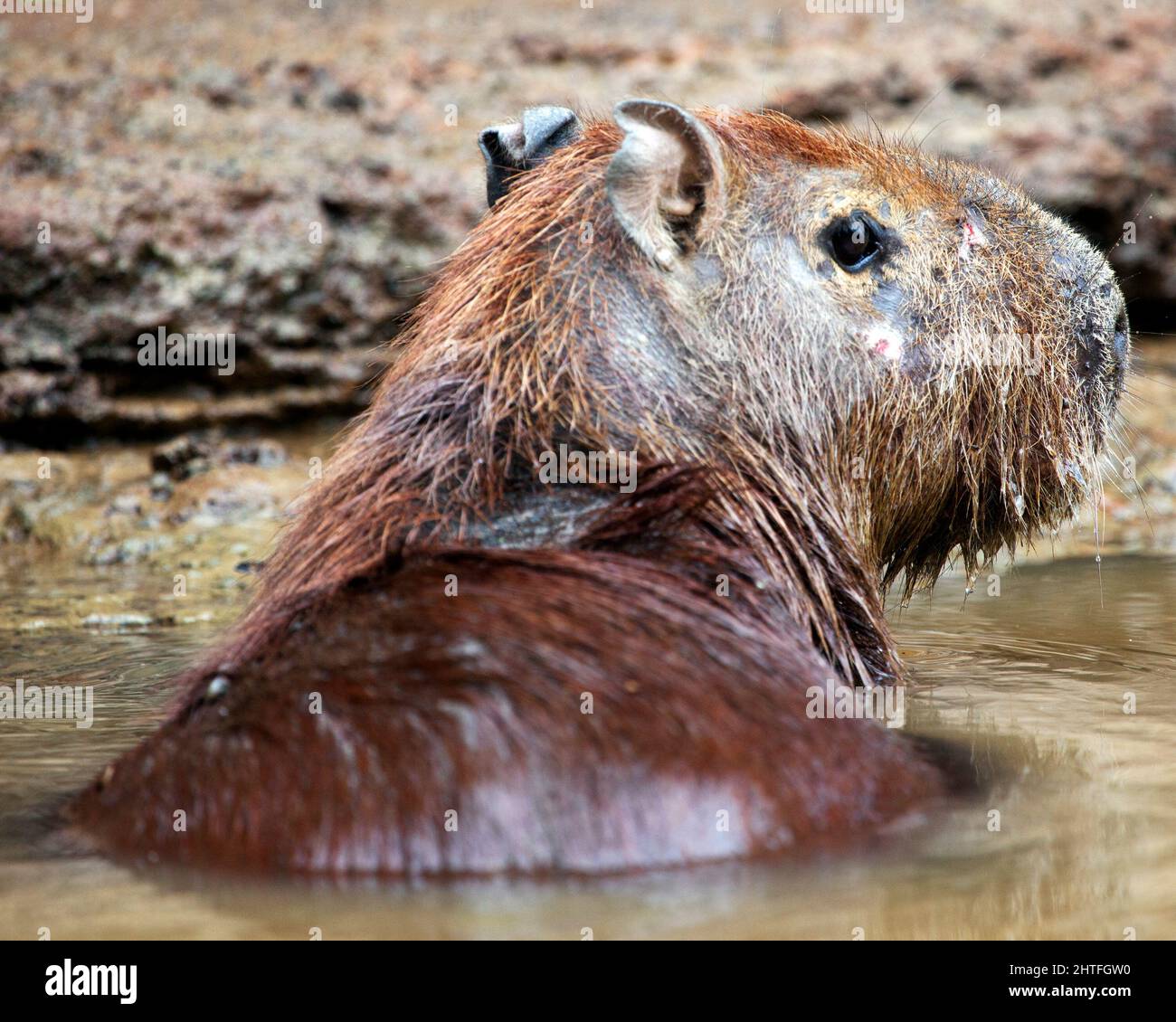 Ritratto da primo piano di una Capybara (Hydrochoerus hydrochaeris) per metà immersa in acqua nel fiume delle Pampas del Yacuma, Bolivia. Foto Stock