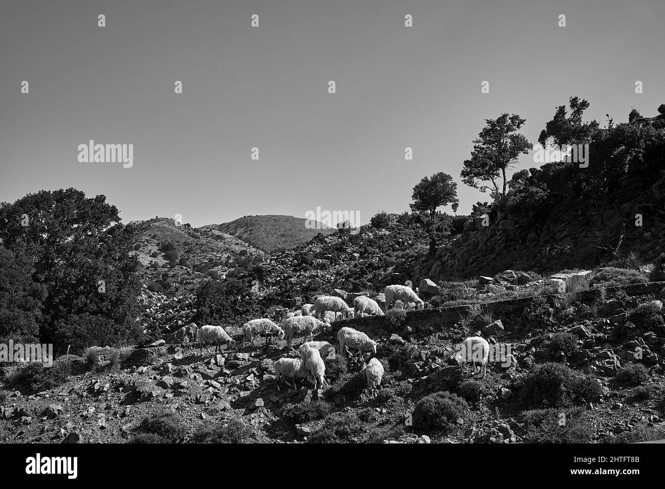 Un gregge di pecore che pascola in un prato di montagna nei monti Lefka Ori sull'isola di Creta, Grecia, monocromatico Foto Stock