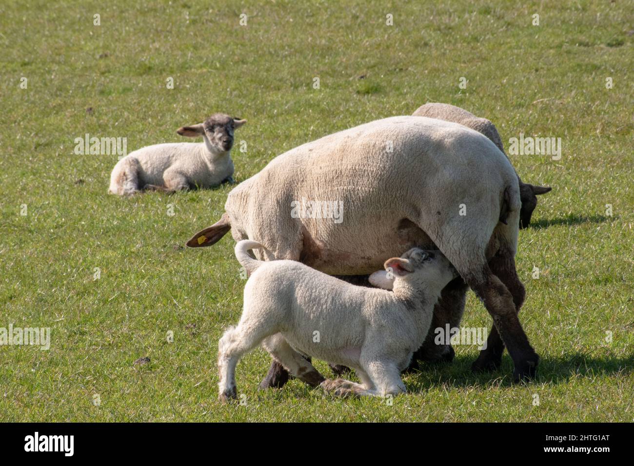 Un bel colpo di un piccolo agnelli cute bere latte dalle pecore Foto Stock