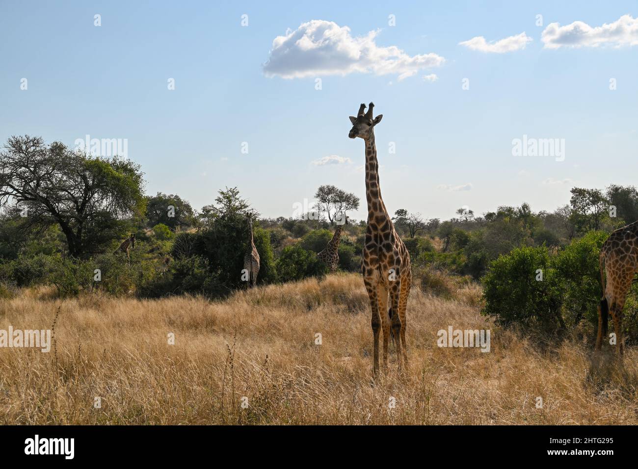 Giraffa di Lone in habitat naturale Foto Stock