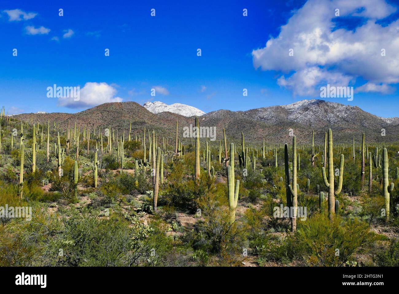 Foresta di saguaros nel Parco Nazionale di Saguaro nel deserto di sonora, vicino a Tucson, Arizona, Stati Uniti. Rara neve invernale sulle Silver Bell Mountains Foto Stock