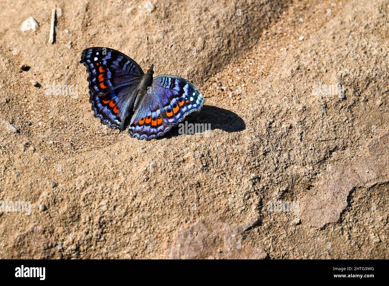 Farfalla colorata su roccia Foto Stock