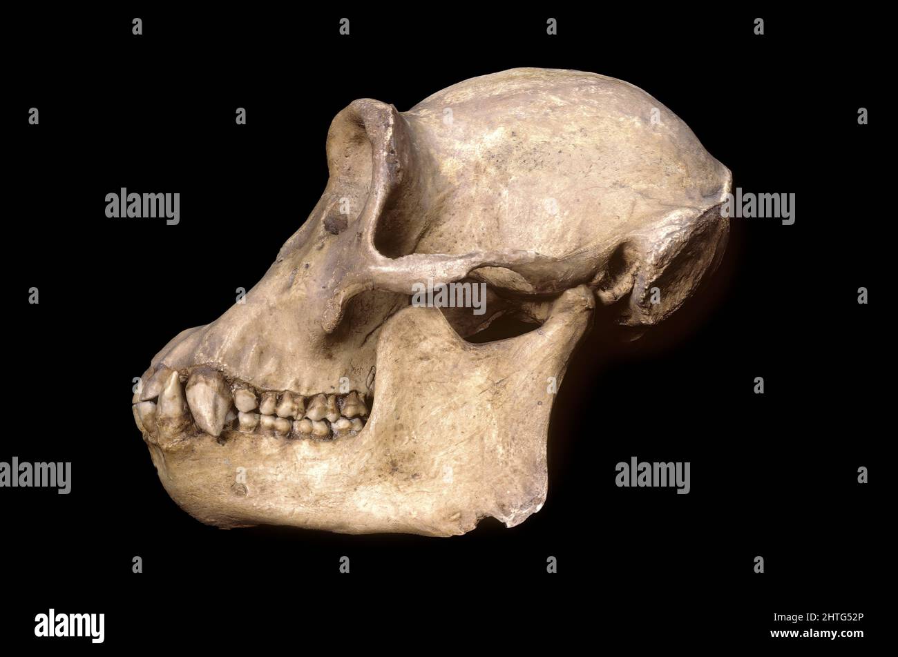 Cranio di scimpanzé Foto Stock
