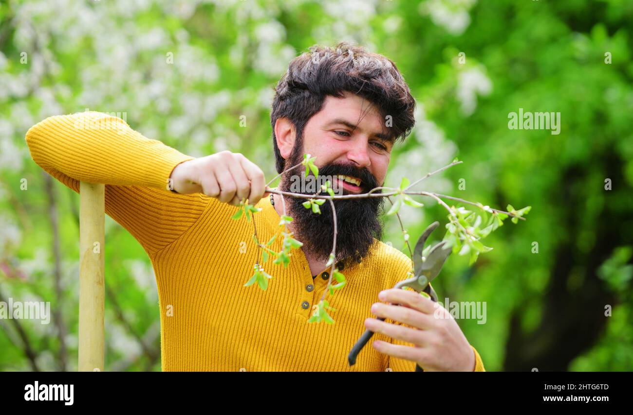 Molla. Buon giardiniere con forbici da giardinaggio. Impianti di rifilatura. Potatura albero. Foto Stock