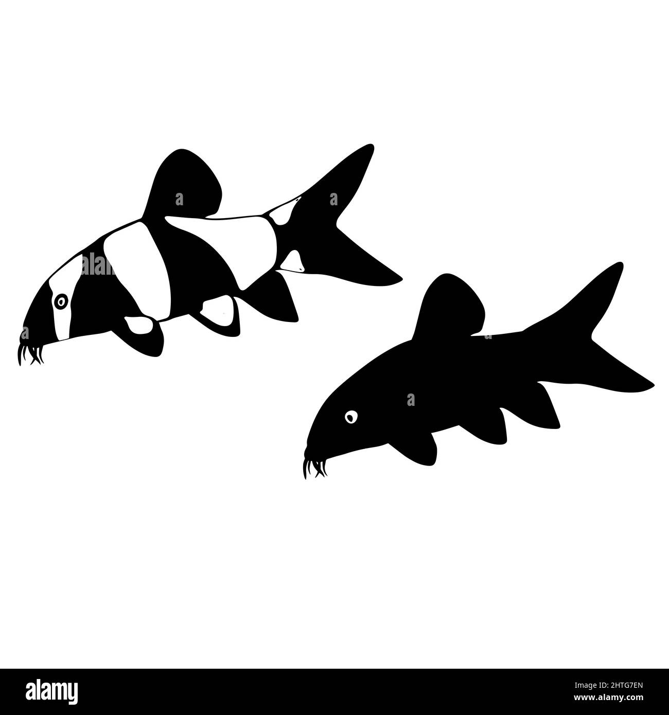 Acquario di pesce botia. Chromobotia macracanthus. Pesce gatto con baffi. Un animale d'acqua dolce da un laghetto o un fiume. Indonesia, Sumatra Foto Stock