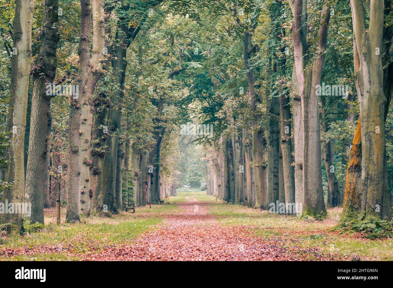 Una corsia storica con querce e faggi antichi (quercus e fago) all'inizio dell'autunno. Le prime foglie iniziano a diventare gialle. Caduto marrone lasciare Foto Stock