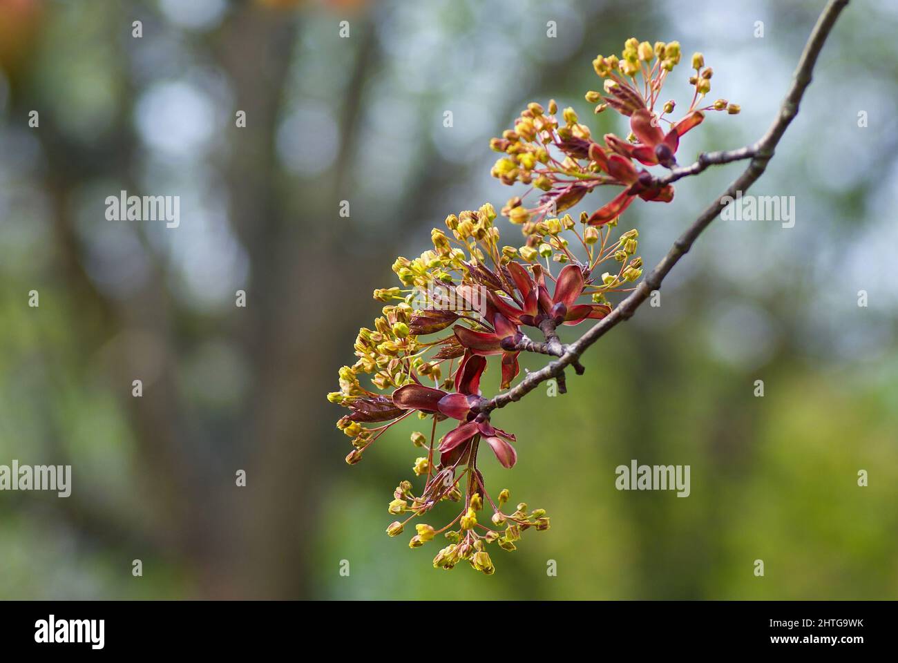 Fiore albero di acero twig contro sfondo sfocato natura in primavera. Foto Stock