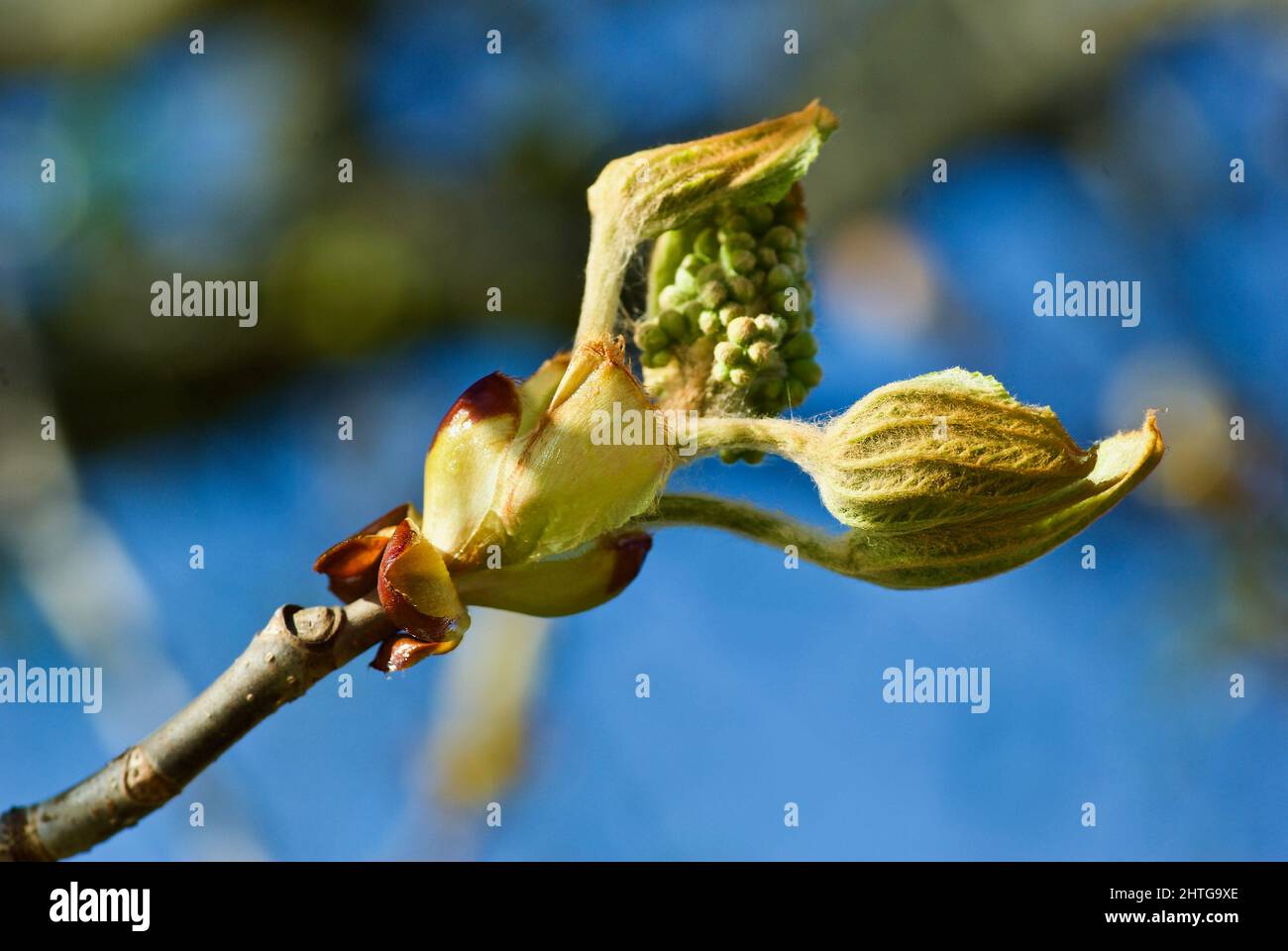 Ramoscello di Cavallo albero di castagno con germoglio di fiori in primavera. Foto Stock