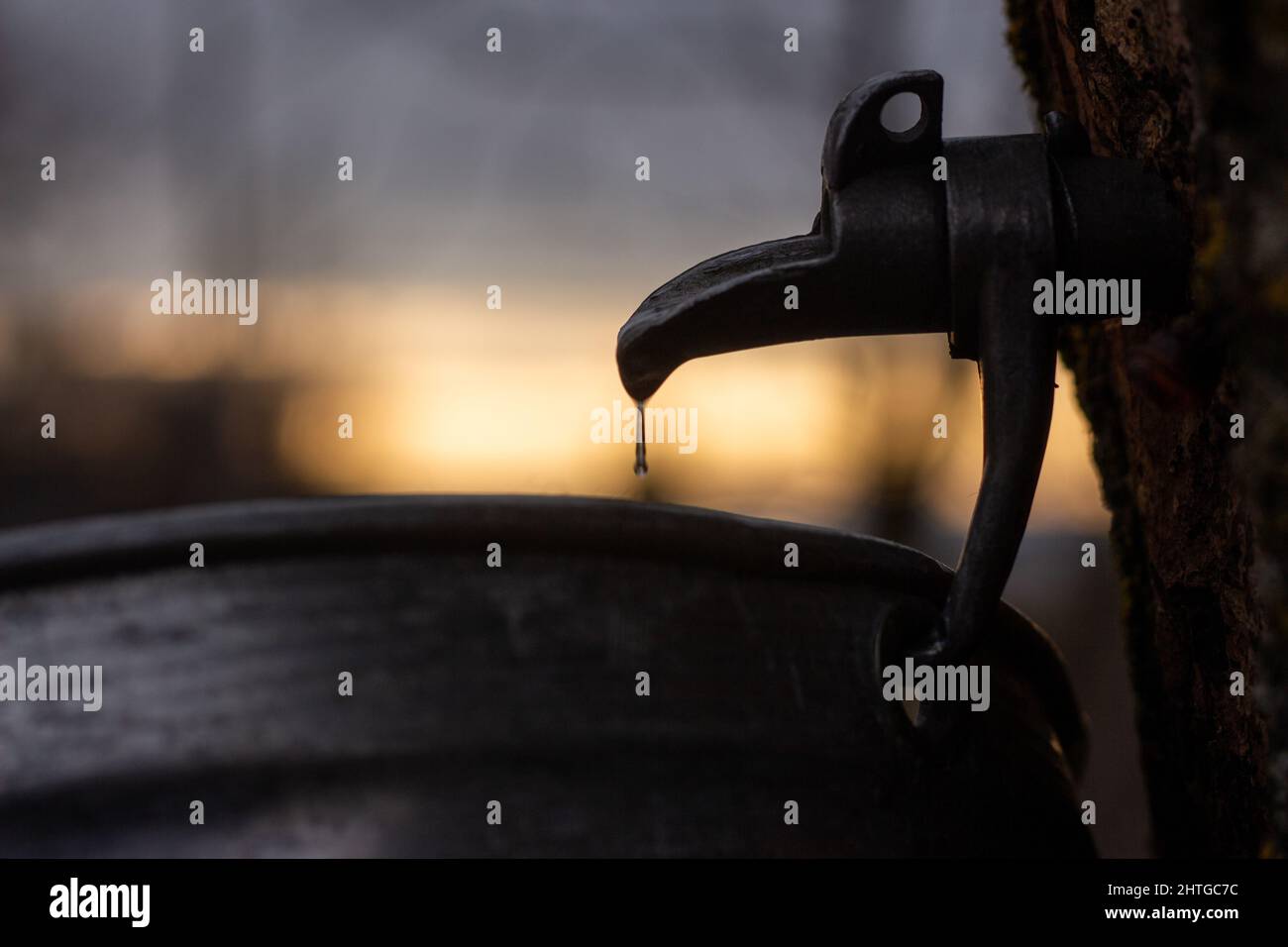 Sugardando fuori tempo nella Lanaudière, Québec Foto Stock
