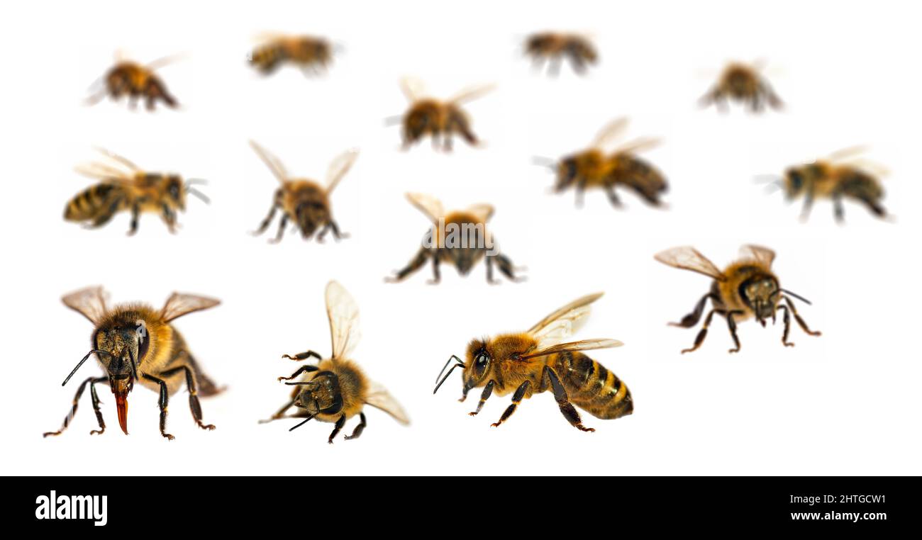 Insieme di ape o di ape in latino Apis mellifera, ape di miele europea o occidentale isolato su sfondo bianco Foto Stock