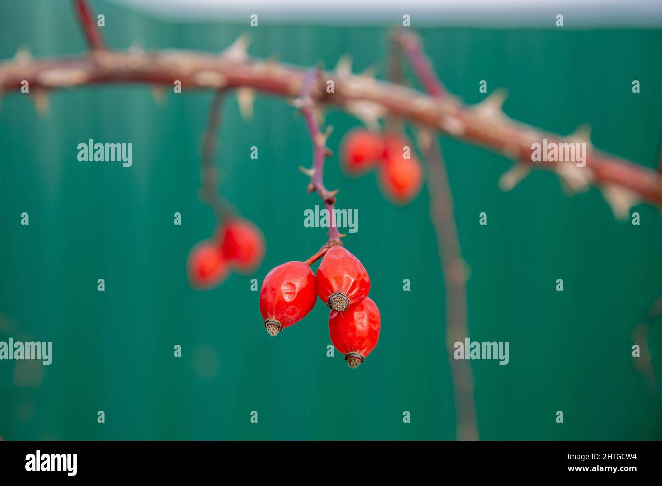 bacche rosse di rose invernali su un ramo con spine su sfondo verde, primo piano Foto Stock