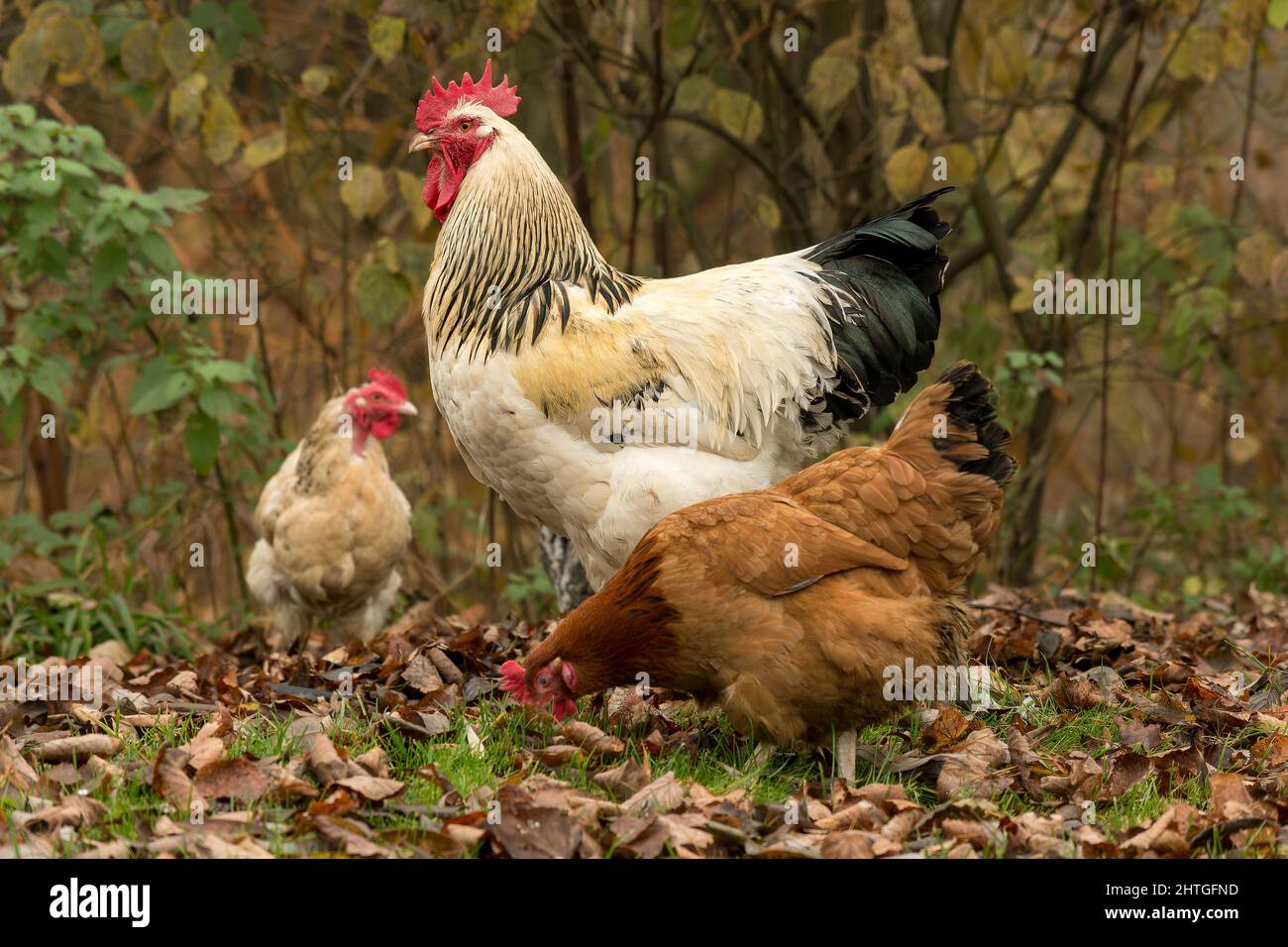 Gallo e galline in Forest-03 Foto Stock