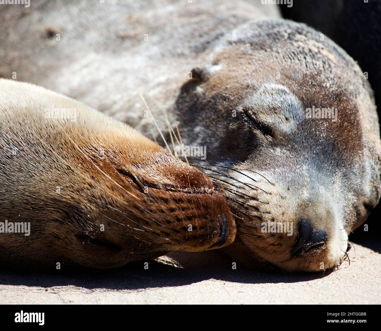 Primo piano ritratto di due Galapagos Fur Seals (Arctocephalus galapagoensis) teste fianco a fianco Galapagos Isole, Ecuador. Foto Stock