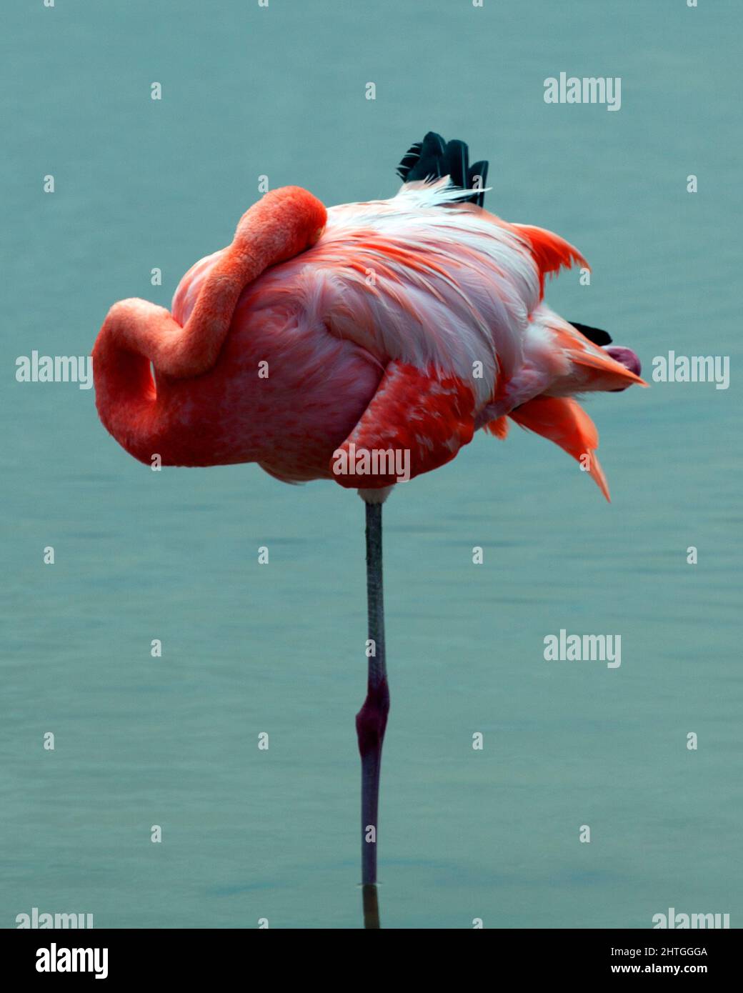 Ritratto di un rosa Galapagos Flamingo (Fenicottero Ruber) perfettamente riflesso nel lago nelle isole Galapagos, Ecuador. Foto Stock